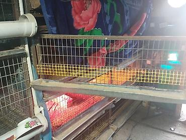 Товары и оборудование для с/х животных: Трëхярусная клетка для содержания перепёлок/цыплят - Конструкция — 1