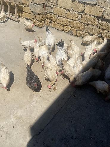 yumurtlayan toyuqlar satilir: Məhsul: Ev toyuqları (yumurtacı və ətlik qarışıq sürü) Leghorn cins — 3