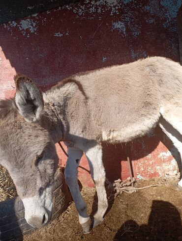 Другие с/х животные: Осёл (серо-бурый), короткошёрстный, домашнего содержания. Основные — 3