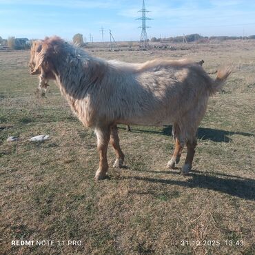 купить улиток в аквариум: Сатам | Теке (эркек) | Союуга, Көбөйтүү үчүн | Жасалма жол менен боозутуу