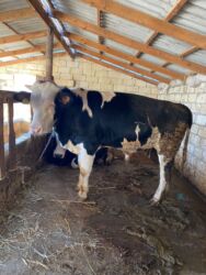 Inəklər, öküzlər: Erkək, il: 1, 170 kq, Ətlik, Ünvandan götürmə -da lalafo.az — 11 Inəklər, öküzlər: Erkək, il: 1, 170 kq, Ətlik, Ünvandan götürmə — 11