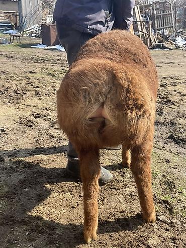 Баран, овца: Продаю | Овца (самка) | Для разведения | Матка — 7