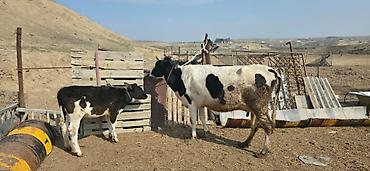 Inəklər, öküzlər: Satılır: inək və buzovlar salam hər vaxtı xeyir olsun bu şəkildə — 16