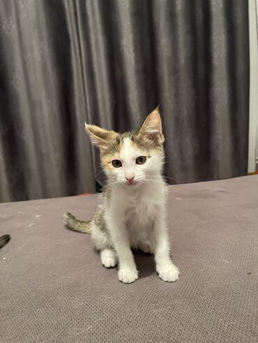если стерилизовать кошку будет ли течка: РАЗДАЮ БЕСПЛАТНО 🐈 Родились 8 марта. Не для игр детям!!! Ответственным