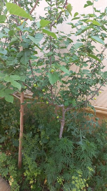 Həyət evləri və villaların satışı: Qaraçuxur qəs. 8 otaq, 220 kv. m, Kredit var, Orta təmir — 16