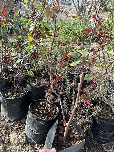 calaq qayçısı: Qırmızı qızılgül kolları – torf kisələrində yetişdirilmiş, calaq — 3