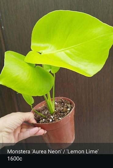 Монстера Monstera 'Aurea Neon' / 'Lemon Lime'). Монстера Бульвазавр и at lalafo.kg Монстера Monstera 'Aurea Neon' / 'Lemon Lime'). Монстера Бульвазавр и