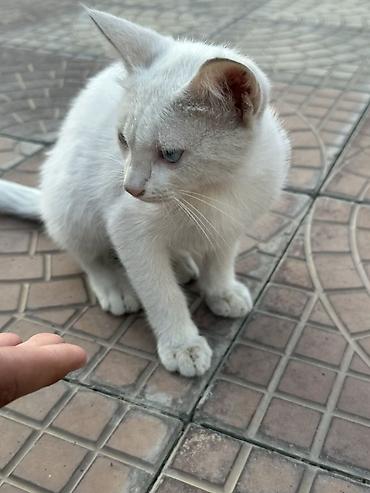 коты белый: Белый котёнок с голубыми глазами. - Окрас: сплошной белый, короткая — 1