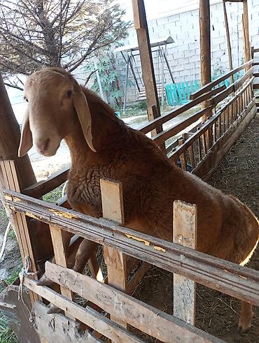 Продам с/х животных: Продаю | Баран (самец) | Арашан | Для разведения | Племенные — 1