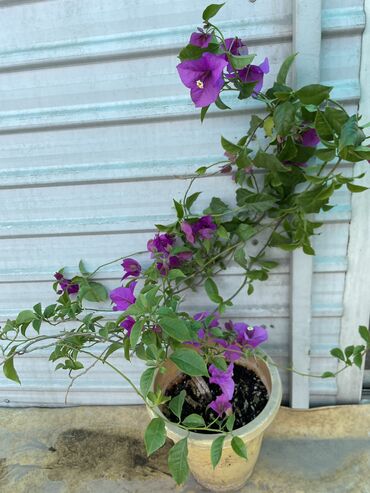 продаю комнатные растения: Бугенвиллия темно-фиолетовая