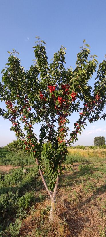 Torpaq sahələrinin satışı: 93 sot, Kənd təsərrüfatı — 11