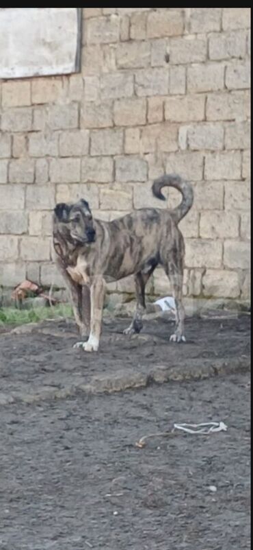 возьму котенка бесплатно: Qurdbasar, 2 il, Erkek, Peyvəndli, Pulsuz çatdırılma