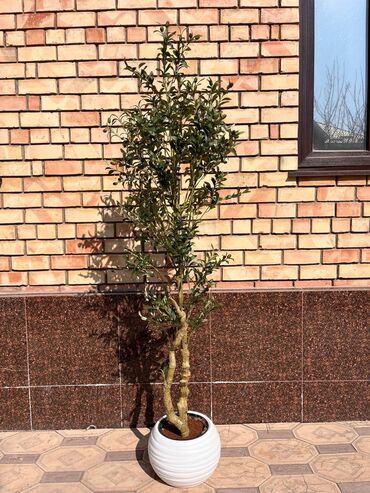 Декоративные цветы: Искусственные деревья и цветы — долговечный и стильный декор без at lalafo.kg — 2 Декоративные цветы: Искусственные деревья и цветы — долговечный и стильный декор без — 2