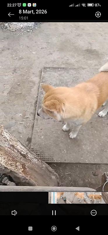 pekines iti: Akita-inu, 1 il, Dişi, Peyvəndli, Ünvandan götürmə — 9
