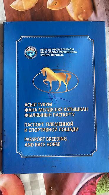 10 лет в одних руках: Продаю | Кобыла (самка) | Английская, Арабская | Конный спорт — 5
