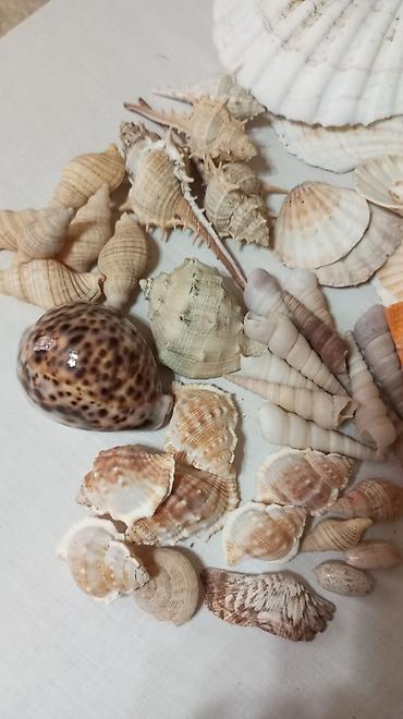 ağ xasqi: Akvarium üçün dəniz qabıqları kolleksiyası. Hamısı birlikdə satılır — 1