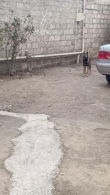 i̇t afcarka: Belçika çoban iti, 8 ay, Dişi — 2