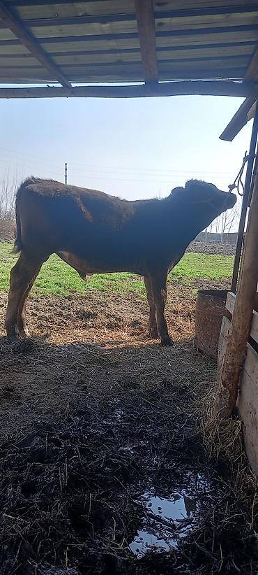 Коровы, быки: Продаю | Бык (самец) | Швицкая | На откорм — 1