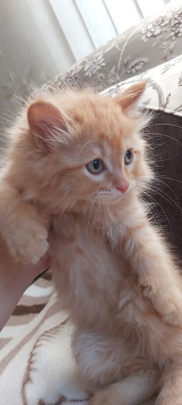 бенгальский кот: В добрые руки, кошечка 2 месяца, проглистовали. Кошечку подкинули, не