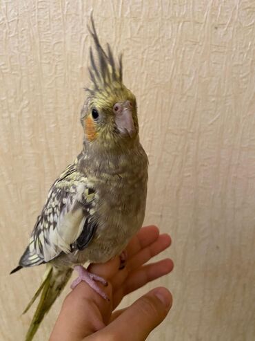 Tutuquşları: Korella,öz papuqaymızdı,bala vaxtdan saxlayırıq 6 aylıqdı, ələ