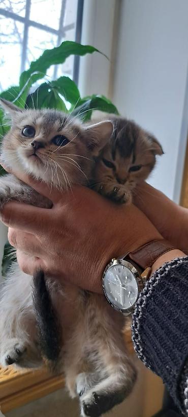 Dekor məhsulları: Dekor məhsulları — 8