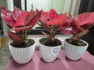 Антуриумы: Антуриум Андре — комнатное цветущее растение с глянцевыми — 4