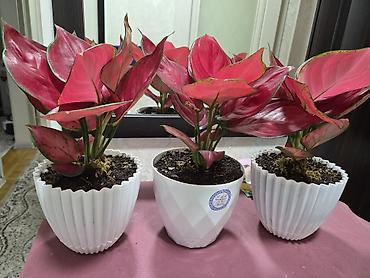 Антуриумы: Антуриум Андре (Anthurium andreanum) в декоративном кашпо. - — 27