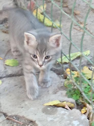 Скотиш Страйт (Шотландская прямоухая), 2 месяца, Мальчик, Приучена к лотку
