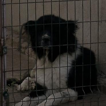 cane corso yavru: Qafqaz çoban iti, 3 il, Erkək, Cütləşmə üçün — 1