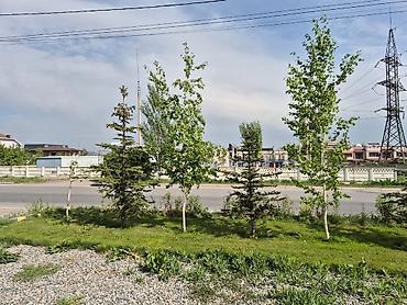 Берёза: Саженцы — 33