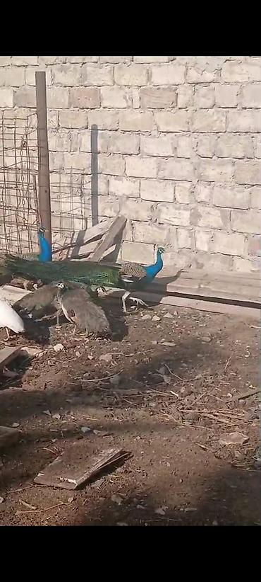 Tovuz quşları: Salam,super saqlam Tavusquşular satilir erkeyde var dişide aylari 7,8 — 7