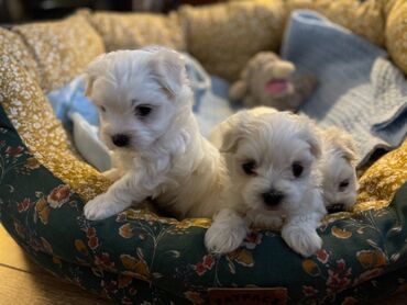 Beautiful Maltese Puppies for free adoption Cute and adorable male