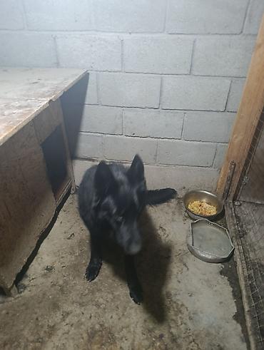 Продажа собак: Немецкая овчарка, 2 года, Самец — 13