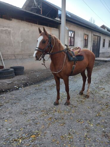 Лошади, кони: Продаю | Жеребец | Дончак | Для разведения — 7