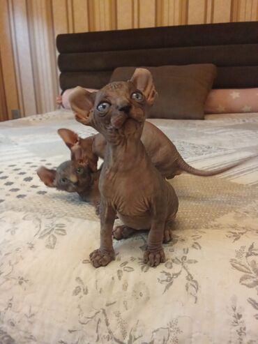 Pişiklər: Sfinks, Erkək, Dişi — 14