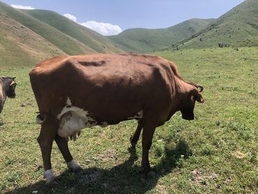 Животные: Продаётся корова 
Порода красно пестрый