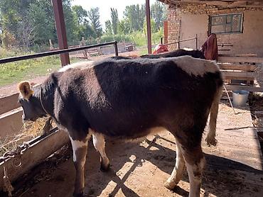 кант баран: Продаю | Корова (самка) | Полукровка | На откорм | Привязанные — 8