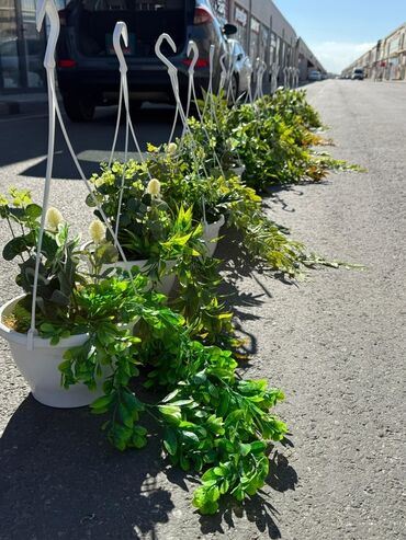 Otaq bitkiləri: Asma saksıda dekorativ yaşıl bitki - Ağ rəngli asma plastik saksı -da lalafo.az — 12 Otaq bitkiləri: Asma saksıda dekorativ yaşıl bitki - Ağ rəngli asma plastik saksı — 12