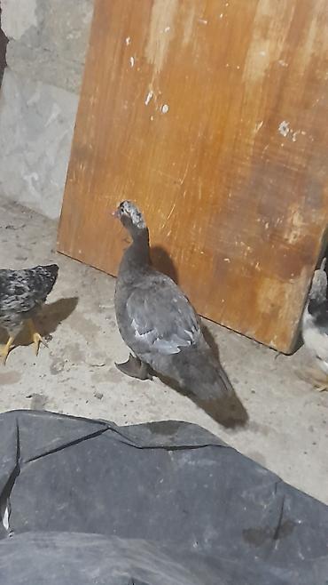 pulcuqlu heyvanlar hansılardır: Məhsul: Ördeklər (fərqli rəng və növlər) Təsvir: göy macar lal ördek — 2