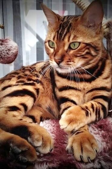 бенгальский леопардовый кот: Акция! Для владельцев бенгальских кошек. Весь май цена за вязку всего