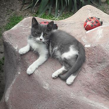 отдам даром кошка: 3 месяца, Мальчик, Приучена к лотку — 5