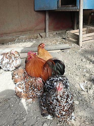 Toyuqlar: Toyuq, Damazlıq, Rayonlara çatdırılma — 3