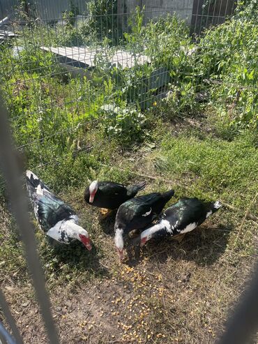 резиновые маты для крс цена в бишкеке: Инда утки 🦆 продам три самки и один самец отдам за 3000 три тысячи