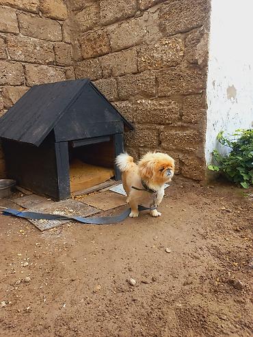 avçarka bala: Pekines, 1 il, Dişi — 8