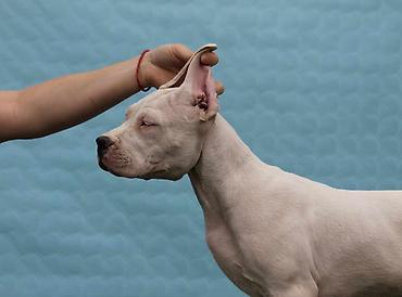 Psi: Leglo dogo argentino štenaca Sa ponosom predstavljamo vrhunsko leglo — 8
