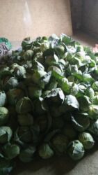 кресло туристическое: Капуста at lalafo.kg кресло туристическое: Капуста