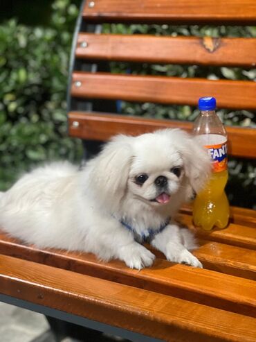 купить собаку пекинес: Pekines, 6 ay, Dişi, Peyvəndli, Ünvandan götürmə