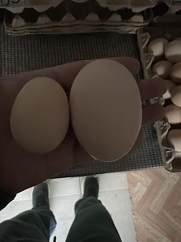 🥚 Свежие фермерские яйца оптом и в розницу! ✅ Более 5 лет успешно