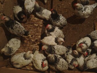 Cücələr: Selebrsiz Cuceleri /toyuqlar qrupu Sağlam və baxımlı cücələr — 9