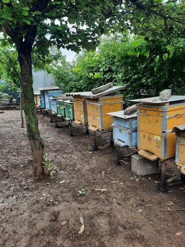 Arılar: ARI satılır. Qiymət arının növünə görə dəyişir. Sibir arısı, Karniyor